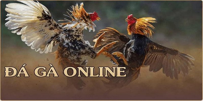 Một số thông tin về trò chơi Đá gà online 